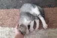 Gato