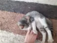 Gato