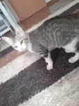Gato