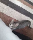 Gato