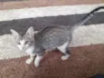 Gato