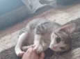 Gato