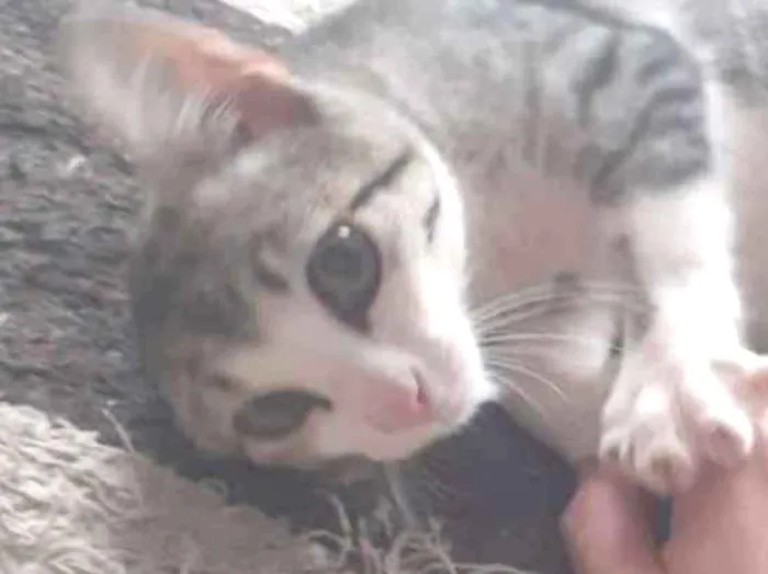 Gato ra a Srd idade 2 a 6 meses nome Gato