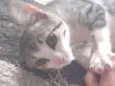 Gato