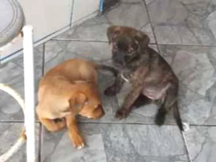 Cachorro ra a Indefinida idade 2 a 6 meses nome Dandara