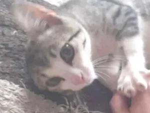Gato raça Srd idade 2 a 6 meses nome Gato