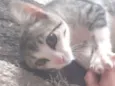 Gato