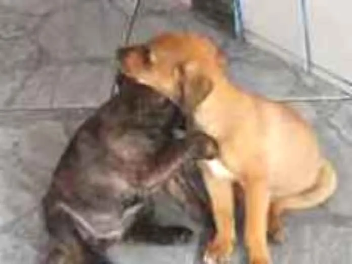 Cachorro ra a Indefinida idade 2 a 6 meses nome Pandora