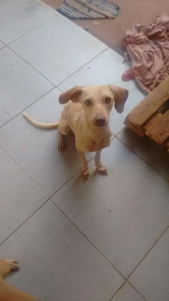 Cachorro ra a Mestiço idade 7 a 11 meses nome Bluh