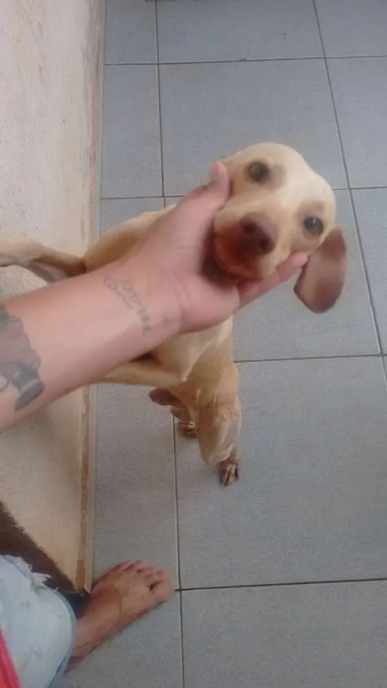 Cachorro ra a Mestiço idade 7 a 11 meses nome Bluh