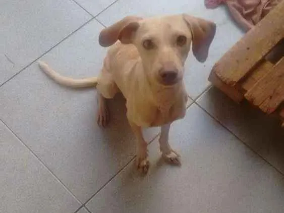 Cachorro ra a Mestiço idade 7 a 11 meses nome Bluh