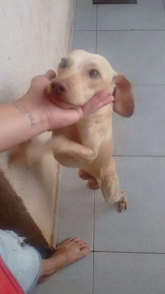 Cachorro ra a Mestiço idade 7 a 11 meses nome Bluh