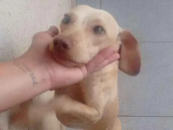 Cachorro ra a Mestiço idade 7 a 11 meses nome Bluh