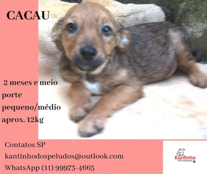 Cachorro ra a  idade 2 a 6 meses nome Cacau Bebezinha
