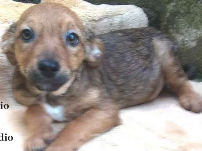 Cachorro ra a  idade 2 a 6 meses nome Cacau Bebezinha