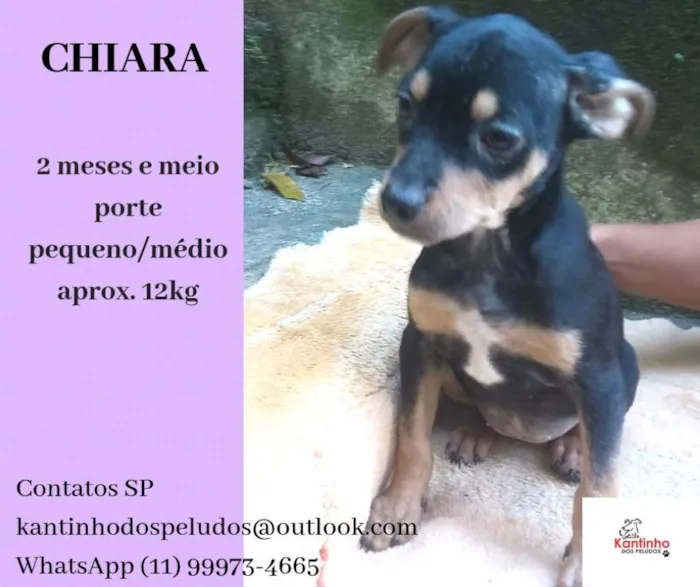 Cachorro ra a  idade 2 a 6 meses nome Chiara Bebezinha