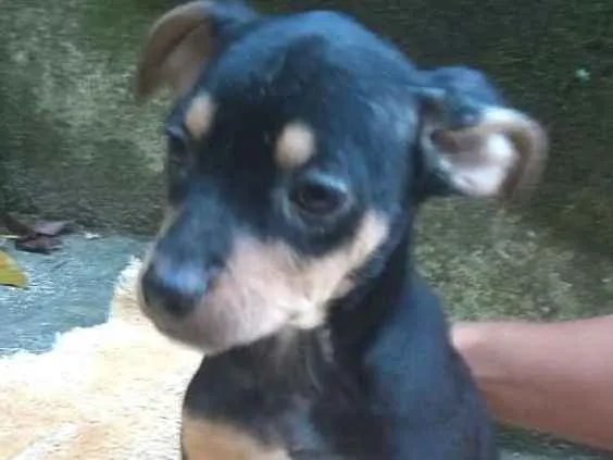 Cachorro ra a  idade 2 a 6 meses nome Chiara Bebezinha