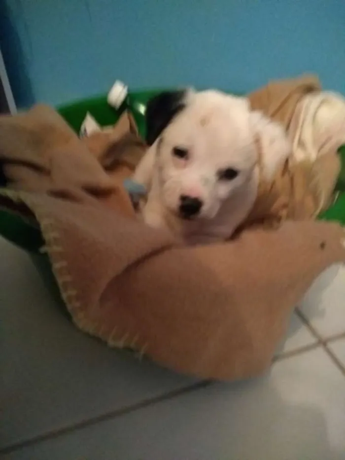 Cachorro ra a Vira lata idade 2 a 6 meses nome Snoopy