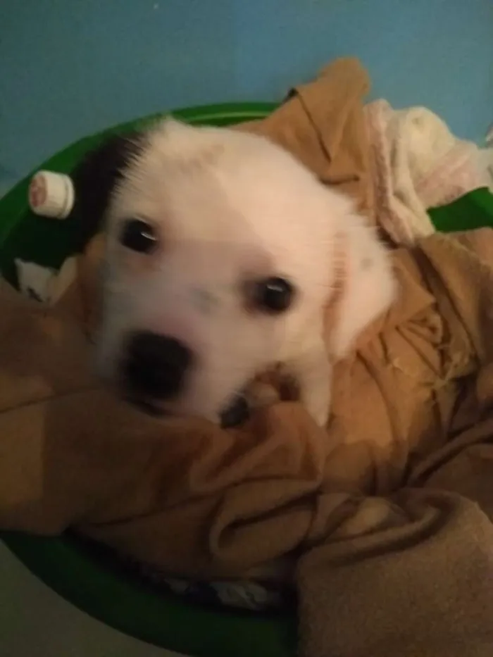 Cachorro ra a Vira lata idade 2 a 6 meses nome Snoopy