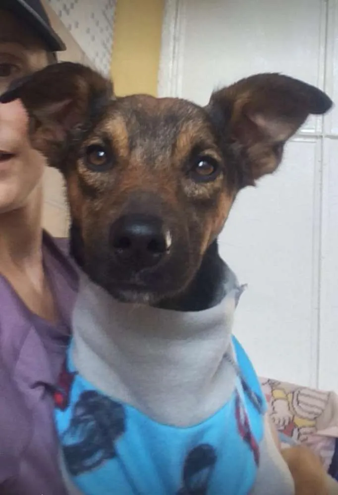 Cachorro ra a SRD idade 3 anos nome Berlin