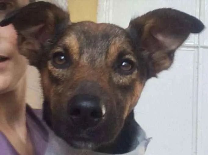 Cachorro ra a SRD idade 3 anos nome Berlin
