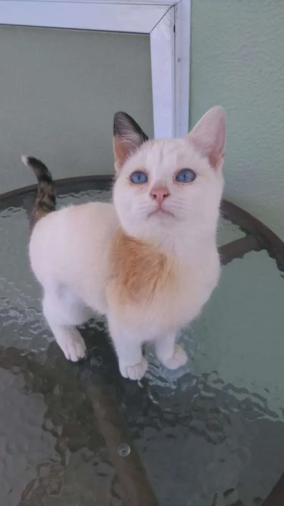 Gato ra a SRD idade 2 a 6 meses nome Jenifer