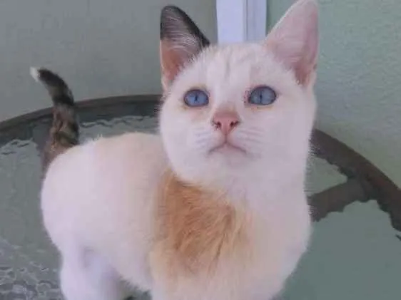 Gato ra a SRD idade 2 a 6 meses nome Jenifer