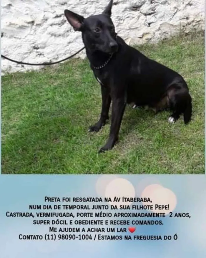 Cachorro ra a SRD idade 2 anos nome Tokyo