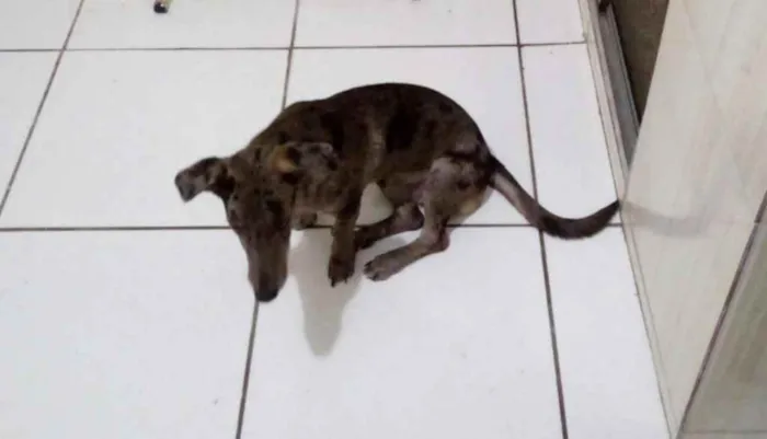 Cachorro ra a Vira lata idade 7 a 11 meses nome Thor