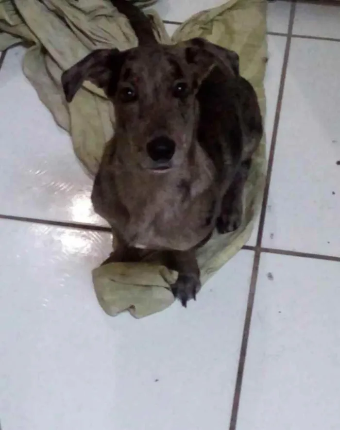 Cachorro ra a Vira lata idade 7 a 11 meses nome Thor
