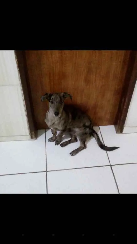 Cachorro ra a Vira lata idade 7 a 11 meses nome Thor