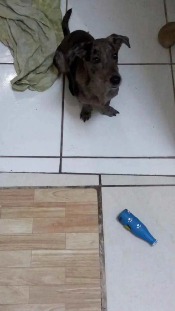 Cachorro ra a Vira lata idade 7 a 11 meses nome Thor