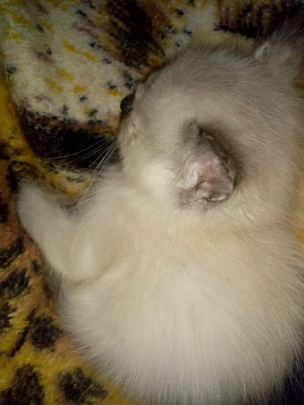 Gato ra a Siamês idade 2 a 6 meses nome Branquinho 