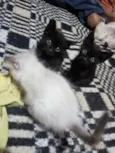 Salem