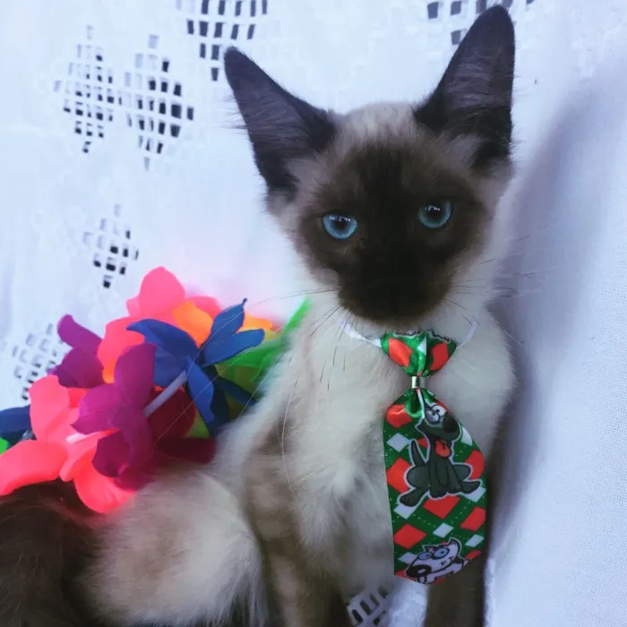 Gato ra a SRD idade 2 a 6 meses nome JHOW