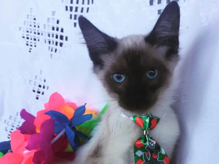 Gato ra a SRD idade 2 a 6 meses nome JHOW
