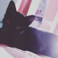 Romeu