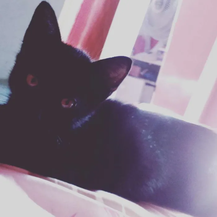 Gato ra a Ñ sei idade 2 a 6 meses nome Romeu