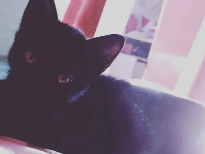 Gato ra a Ñ sei idade 2 a 6 meses nome Romeu