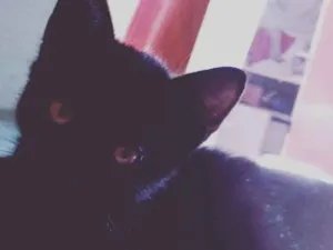Gato raça Ñ sei idade 2 a 6 meses nome Romeu