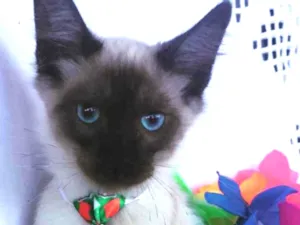 Gato raça SRD idade 2 a 6 meses nome JHOW