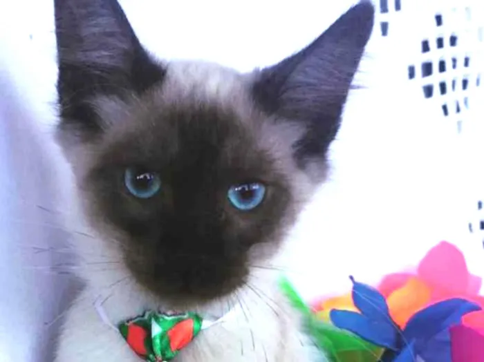 Gato ra a SRD idade 2 a 6 meses nome JHOW