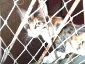 Gato raça Srd idade 2 a 6 meses nome Sem nome