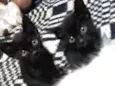 Salem