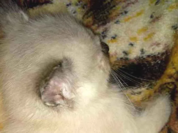 Gato ra a Siamês idade 2 a 6 meses nome Branquinho 