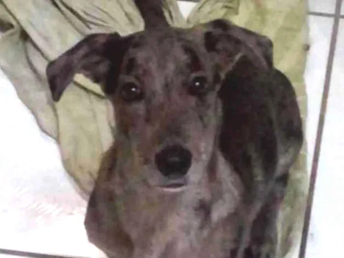 Cachorro ra a Vira lata idade 7 a 11 meses nome Thor