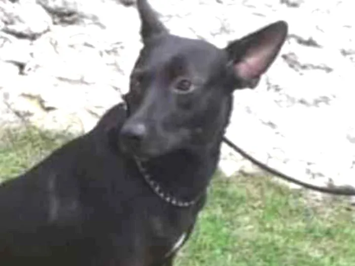 Cachorro ra a SRD idade 2 anos nome Tokyo