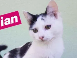 Gato raça SRD idade 2 a 6 meses nome Jenifer