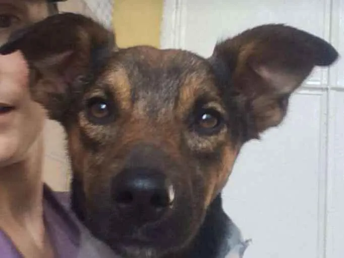 Cachorro ra a SRD idade 3 anos nome Berlin