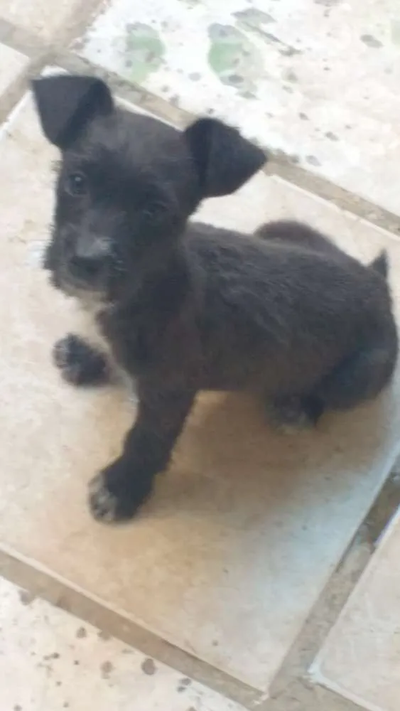 Cachorro raça Mestiço idade 2 a 6 meses nome Mônica
